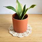 Potted plant on a wooden surface with an off-white doily underneath.