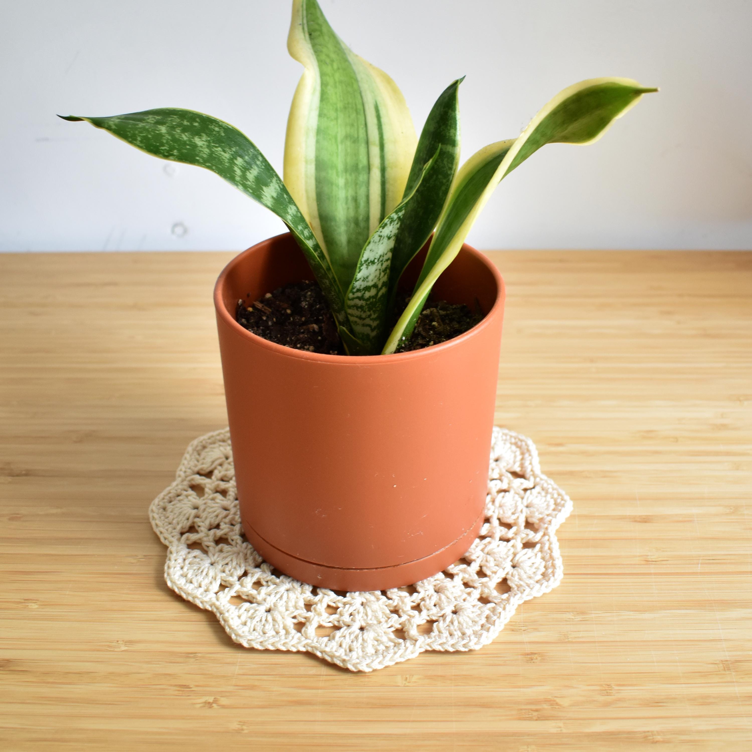 Potted plant on a wooden surface with an off-white doily underneath.